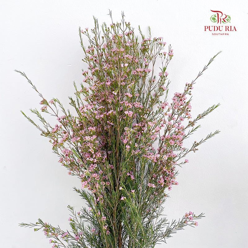 Wax Flower Pink 蜡花 - (Per Bundle)