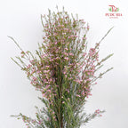 Wax Flower Pink 蜡花 - (Per Bundle)