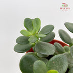 Crassula Ovata (Small Leaf) 翡翠木
