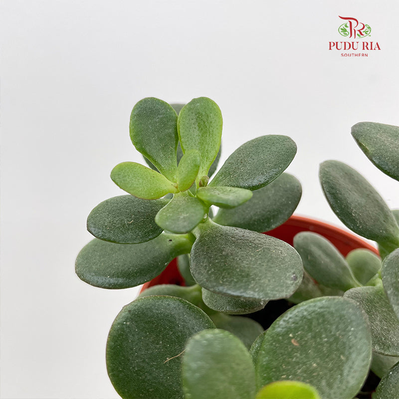 Crassula Ovata (Small Leaf) 翡翠木