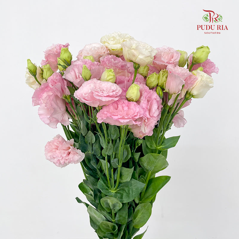 Eustoma Wave Sakura Pink - (12-15 Stems)