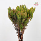 Erica Plukenetii 欧石楠 - (Per Bundle)