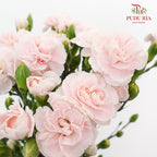 Carnation Spray Prince Pink (18-20 Stems) - Pudu Ria Florist Southern