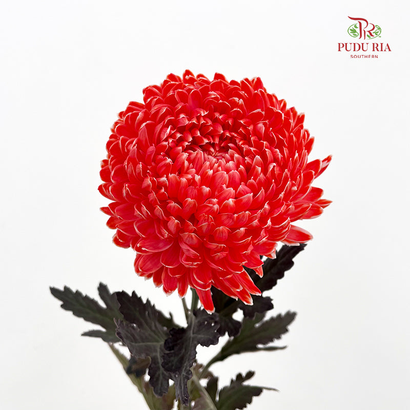 Peony Chrysanthemum Dyed Red - (5 Stems)