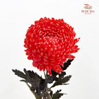 Peony Chrysanthemum Dyed Red 牡丹菊 - (5 Stems)
