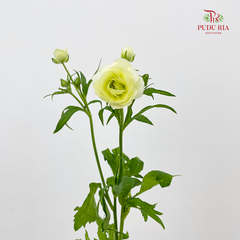 Ranunculus Butterfly Yellow 蝴蝶洋牡丹 - (5 Stems)