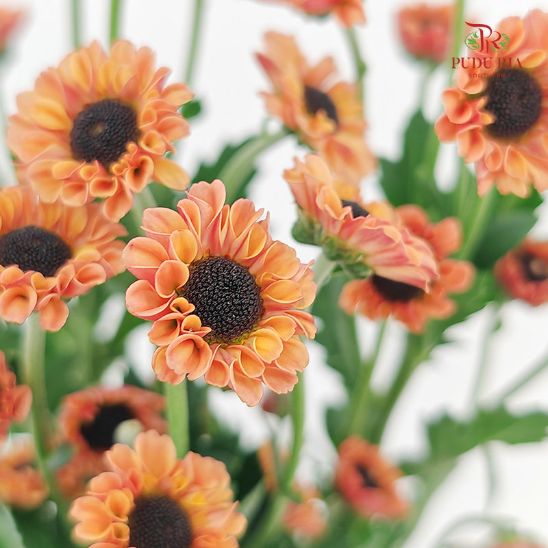 Chrysanthemum Pompom Daisy Orange 2 - (10-12 Stems)