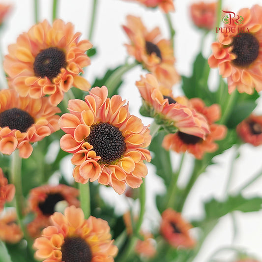 Chrysanthemum Pompom Daisy Orange 2 - (10-12 Stems)