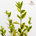 Weigela 锦带花 - (Per Bundle)