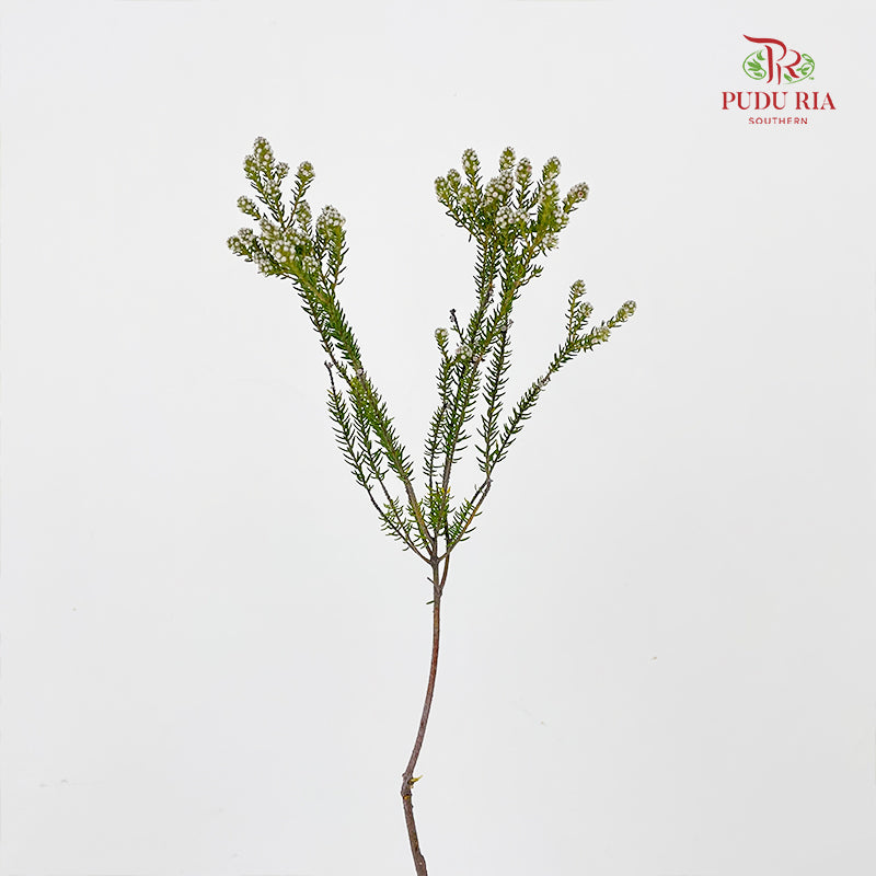 Cotton Bush (Phylica) - (Per Bundle)