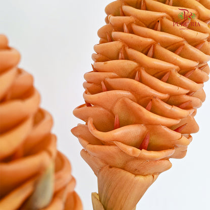 Shampoo Ginger - (2 Stems)