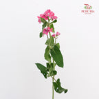 Oxypetalum Pink 蓝星花 - (5 Stems)
