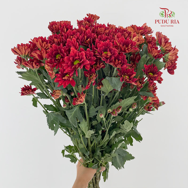 Chrysanthemum Pompom Daisy Dark Red 2 - (10-12 Stems)