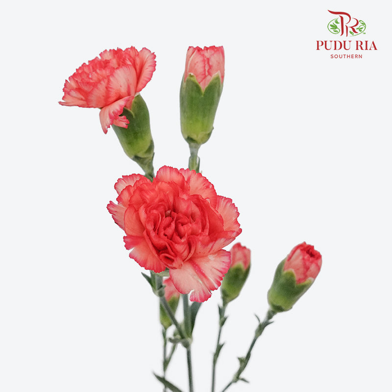 Carnation Spray Dark Orange (18-20 Stems) - Pudu Ria Florist Southern