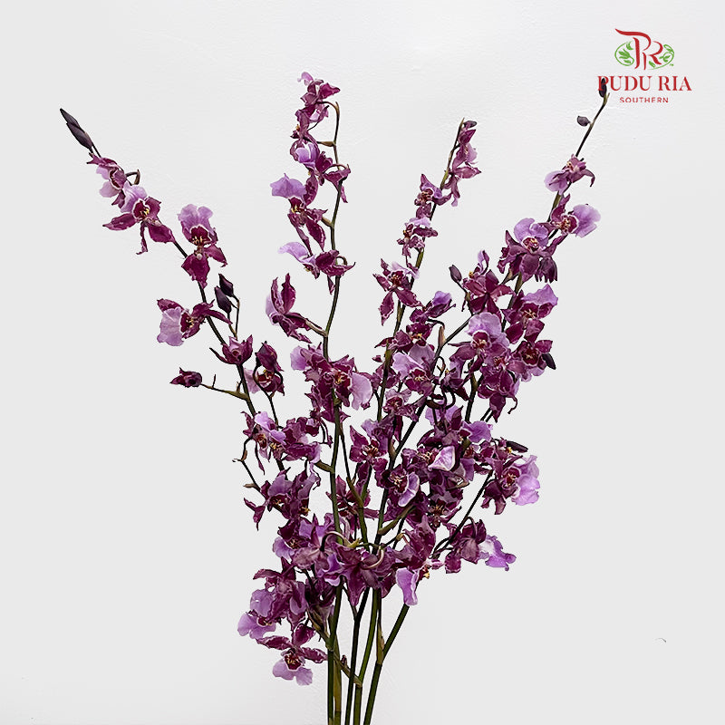 Dancing Lady Purple 文心兰 - (5 Stems)