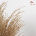 Dry Cortaderia Selloana Blanco (Pampas) - Pudu Ria Florist Southern