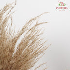 Dry Cortaderia Selloana Blanco (Pampas) - Pudu Ria Florist Southern