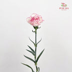 Carnation Catherine 卡特琳康乃馨 - (18-20 Stems)