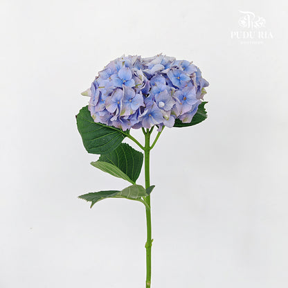 Hydrangea Two Tone Light Blue - (Per Stem)