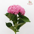 Hydrangea Multi Petals Pink / Per Stem - Pudu Ria Florist Southern
