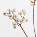 Sapium Sebiferum white 乌臼 - (Per Bundle)