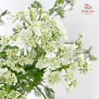 New Ammi Majus White 大阿米芹 - (Per Bundle)