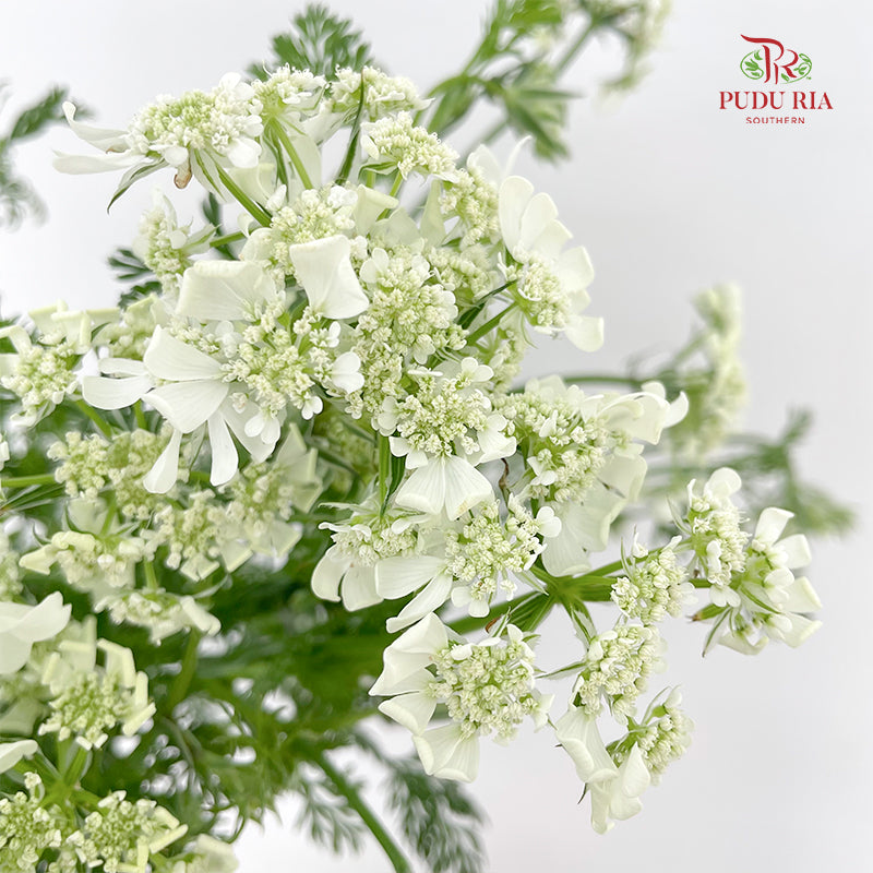 New Ammi Majus White 大阿米芹 - (Per Bundle)