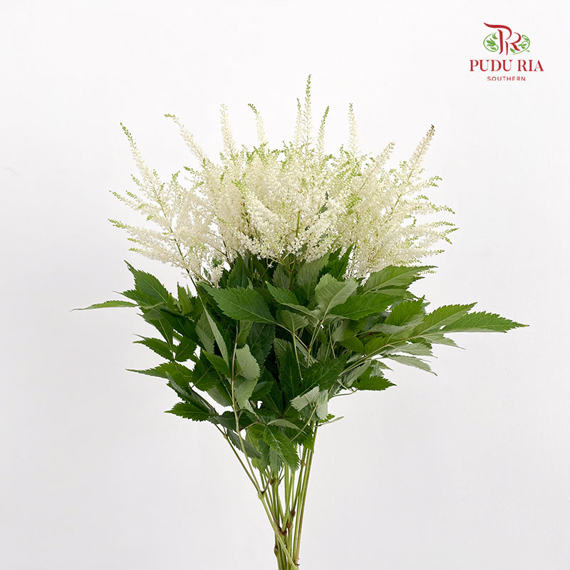 Astilbe White 落新妇 - (10 Stems)