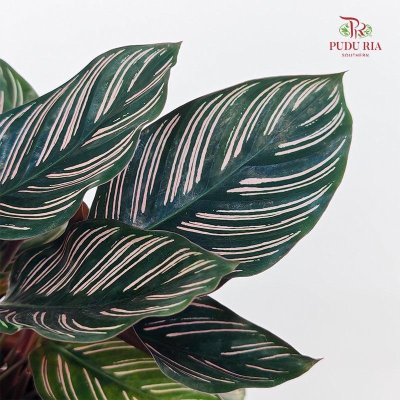 Calathea Sanderiana