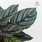 Calathea Sanderiana