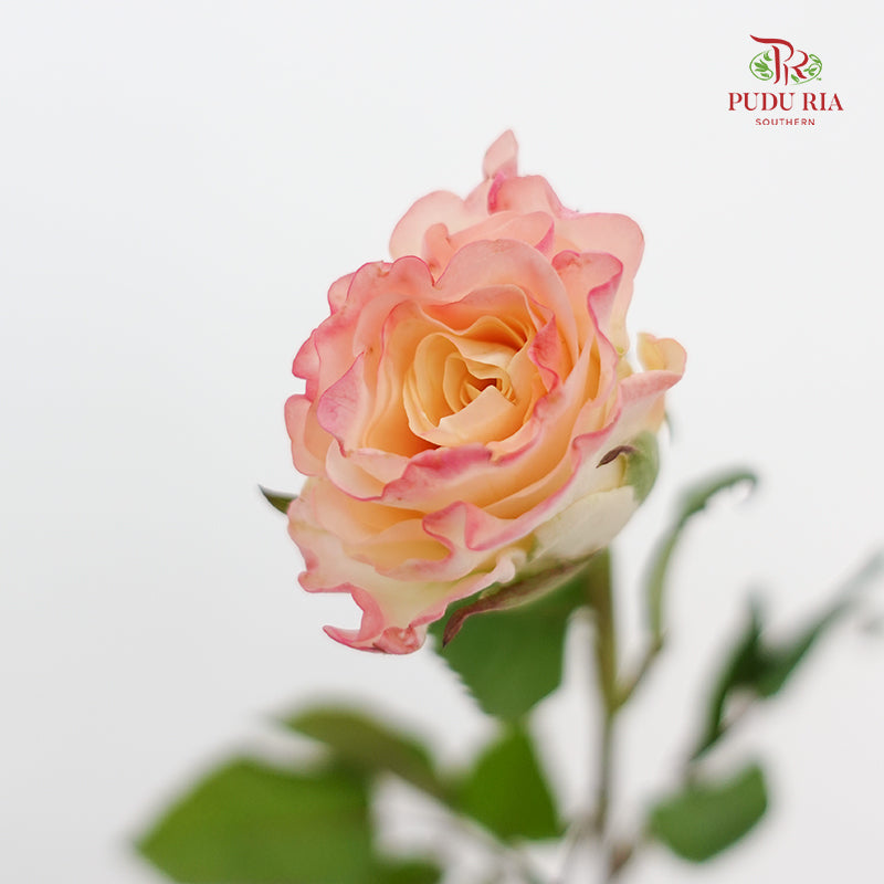 Rose Cynthia - (8-10 Stems)