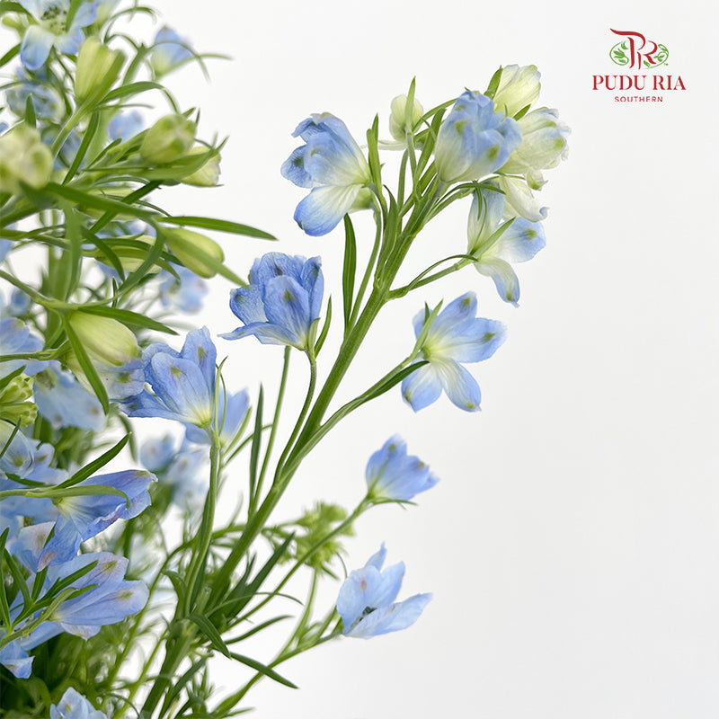Delphinium Mini Blue - (Per Bundle)