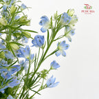 Delphinium Mini Blue飞燕草 - (Per Bundle)