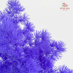 Preservative Asparagus Fern Dark Purple