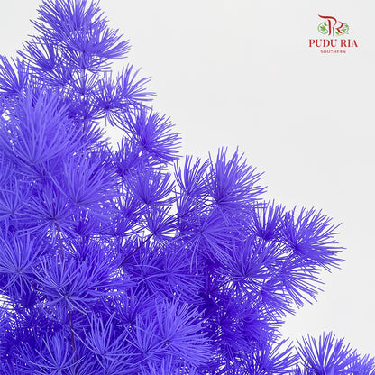 Preservative Asparagus Fern Dark Purple