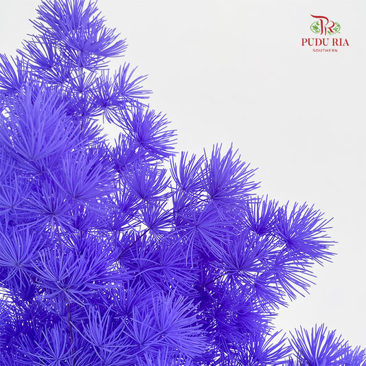 Preservative Asparagus Fern Dark Purple