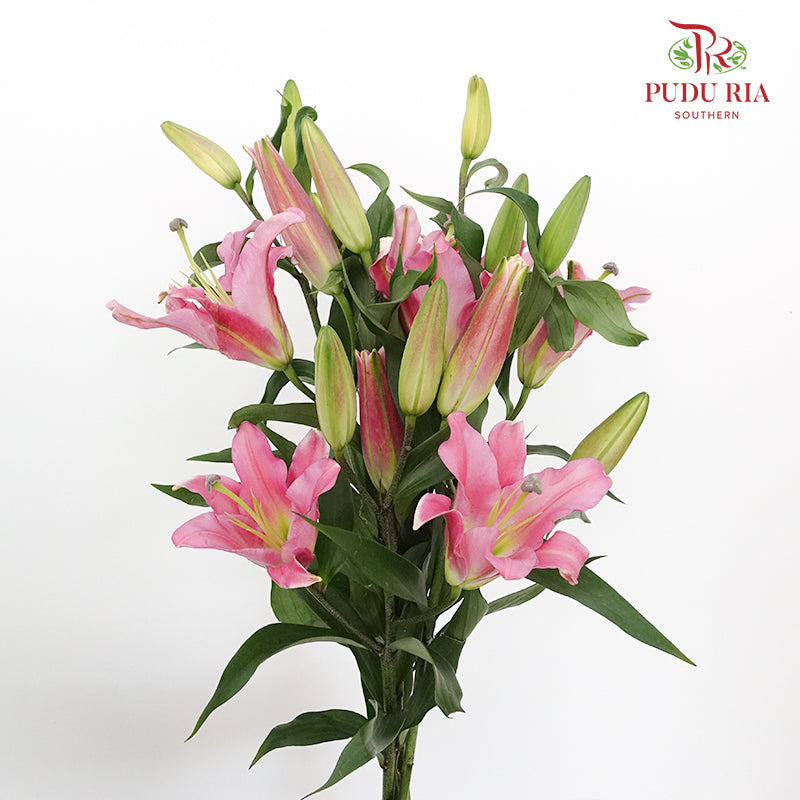 Lily Pink - Pudu Ria Florist Southern