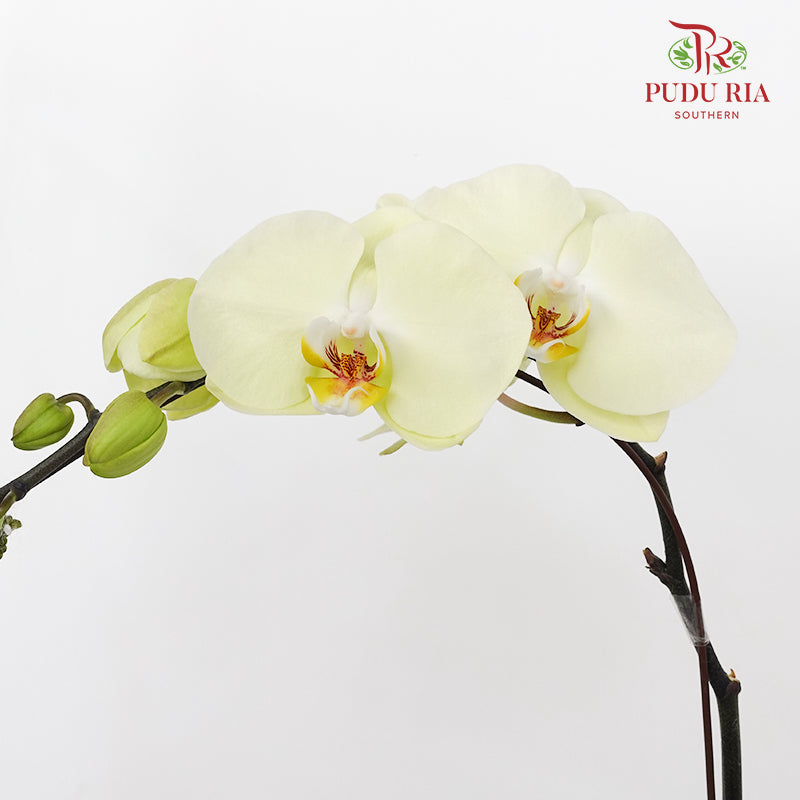 Phalaenopsis Orchid Light Yellow Big Single Stem