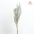 Stoebe Plumosa 帚鼠曲属 - (Per Bundle)