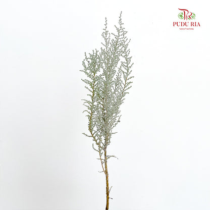 Stoebe Plumosa 帚鼠曲属 - (Per Bundle)