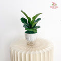 Hydro Ficus Lyrata