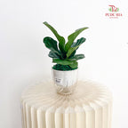 Hydro Ficus Lyrata