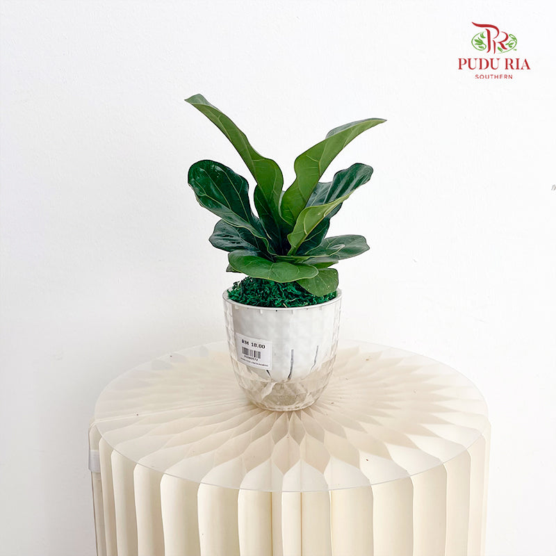 Hydro Ficus Lyrata