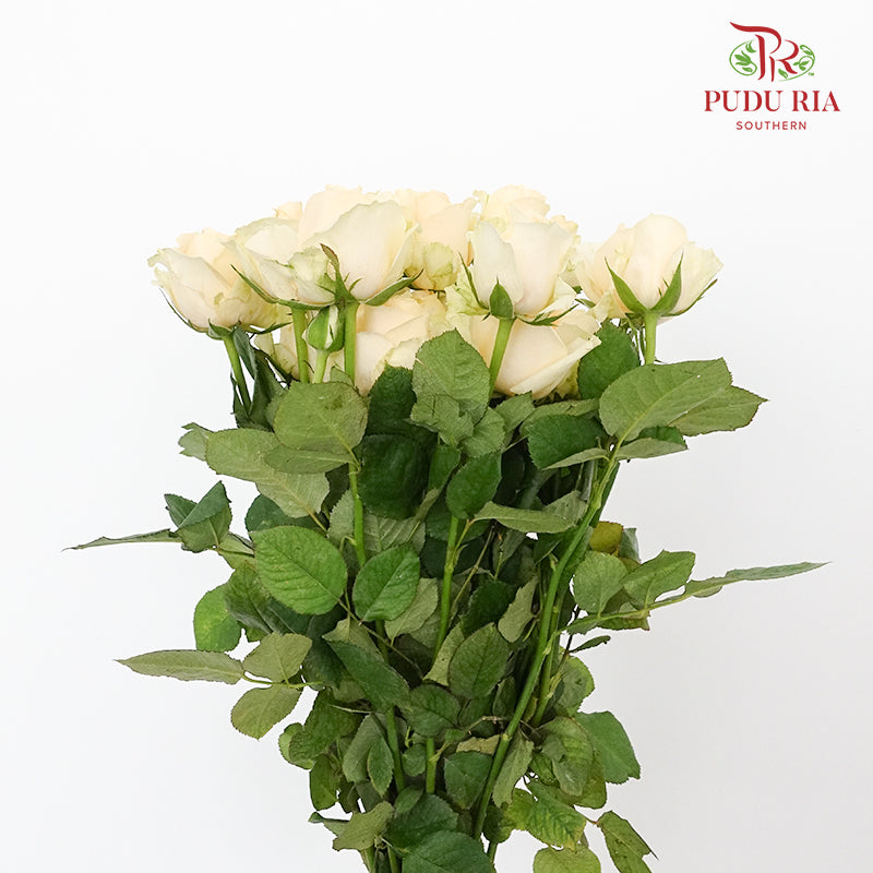Rose Champagne (19-20 Stems) - Pudu Ria Florist Southern