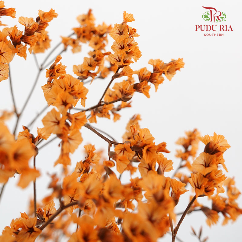 Dry Caspia - Orange