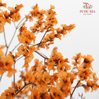 Dry Caspia - Orange