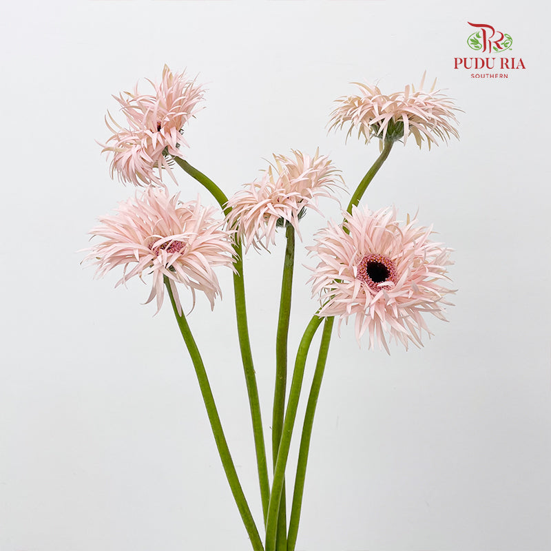 Gerbera Spider Cream Springs - (5 Stems)