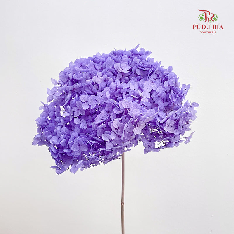Preservative Hydrangea Purple - Per Stem