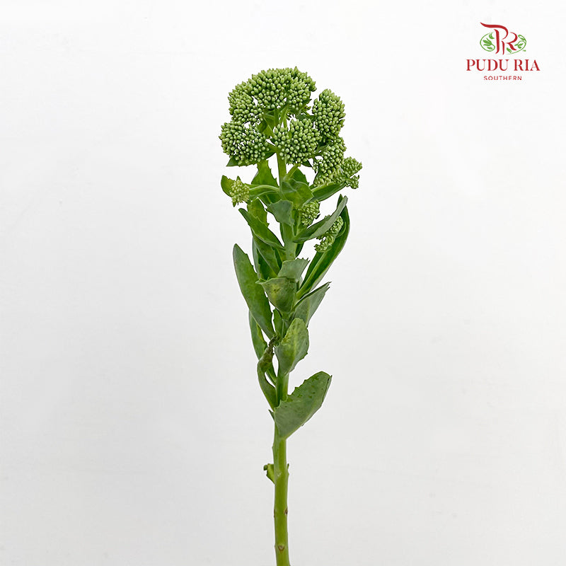 Sedum White - (Per Bundle)