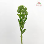 Sedum White - (Per Bundle)
